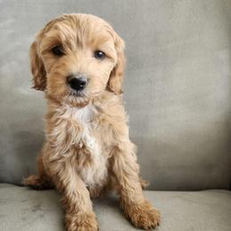Ingot - Apricot female Goldendoodle puppy in Grand Junction, Colorado from QP Doodles