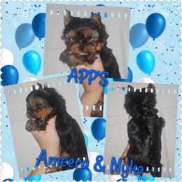 Wyatt - Black and tan male Yorkshire Terrier puppy in Wartburg, Tennessee from Amanda's Precious Pups