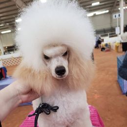Poodle All Grown Up from Broad Creek Poodles