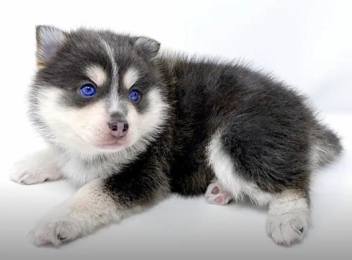 Pomsky Inmotion La Petite Pomsky in Arizona | Pomsky puppies | Good Dog