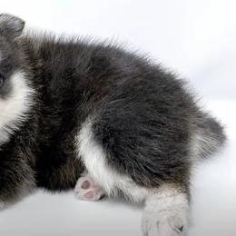 Pomskies from La Petite Pomsky