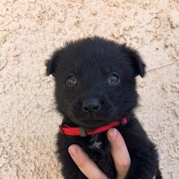 Red Collar Male - Candy - Black male German Shepherd puppy in Adelanto, California from Würdighaus Kennels