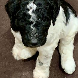Goldendoodle and Poodle Puppies from Breedadoodle