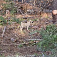 Reserved Male - Placed - Fawn male Kangal puppy in Anderson, California from VSH Kangal Dogs