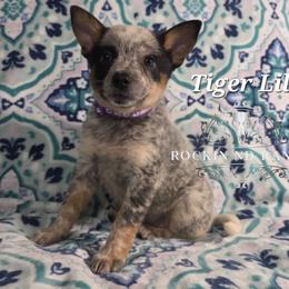 Tiger Lilly - Blue female Australian Cattle Dog puppy in Silsbee, Texas from Rockin ND Ranch