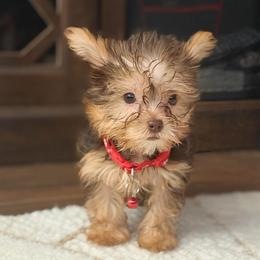 Red - Chucky - Chocolate and tan male Yorkshire Terrier puppy in Jacksonville, Florida from TLJ Choco Yorkie Love