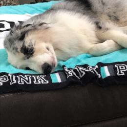 Australian Shepherd Puppies from Soggy Bottom Farms