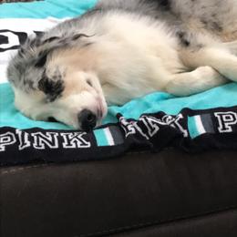 Australian Shepherd Puppies from Soggy Bottom Farms