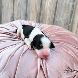 Aurora - Tri-color female Bernedoodle puppy in Wamego, Kansas from Doodles of Oz