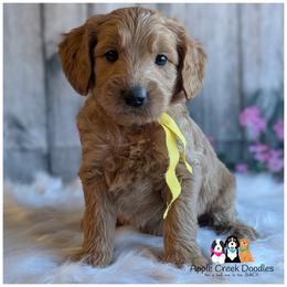 TEDDY - Multigen Goldendoodle - Medium Size - OFA-Genetics-2 Year Warranty - Microchip. Ready 11-7 - Apricot male Goldendoodle puppy in Jeddo, Michigan from Apple Creek Doodles