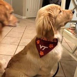 Golden Retriever Puppies from True Magic Goldens