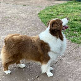 Chase  - Australian Shepherd