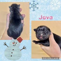 Java - Purple collar girl - Bi-color female German Shepherd puppy in Oakley, California from Von Guadachi German Shepherds & Audacity Border Collies