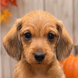Steve - Red male Dachshund puppy in Sulphur Springs, Texas from Waggin Beach Paradise Doxies