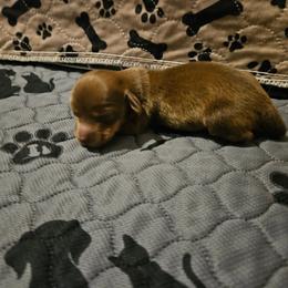Girl 1 - Fawn (isabella) and tan female Dachshund puppy in New Castle, Colorado from Shaffers low riding weiners