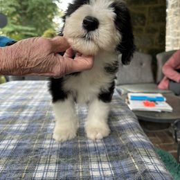 Bearded Collie and Border Collie Puppies from Beloved Bearded & Border Collies
