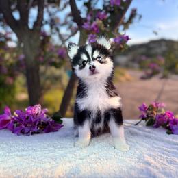 Gemini - Black and white female Pomsky puppy in Homeland, California from Lara's Ranch Pomskies