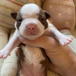 Rosie - Red female Boston Terrier puppy in Tampa, Florida from Bayshore Boston Terrier’s