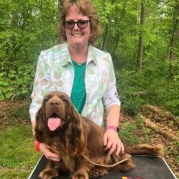 Stormy - Sussex Spaniel