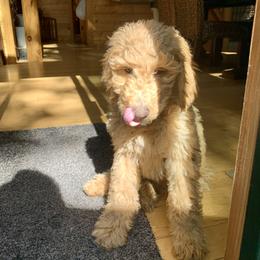 Goldendoodle Puppies from Lundee Doodles