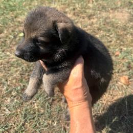 Grey Collar Sable Male - Sable male German Shepherd puppy in Milan, Illinois from Stonewick German Shepherds