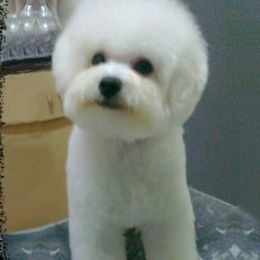 Apple - Bichon Frise