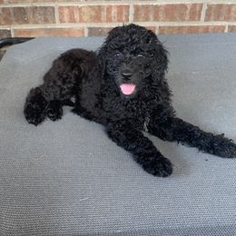 Goldendoodle Puppies from Shades of Grace Doodles in Texas