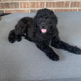 Goldendoodle Puppies from Shades of Grace Doodles in Texas