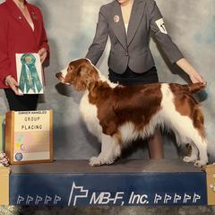 Simon - Welsh Springer Spaniel