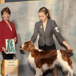 Simon - Welsh Springer Spaniel