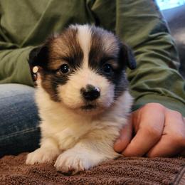 Waffles....Fluffy Alert - Sable female Pembroke Welsh Corgi puppy in Sidney, Ohio from Cozy Corgi Ranch