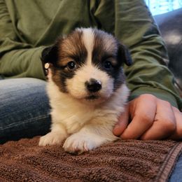 Waffles....Fluffy Alert - Sable female Pembroke Welsh Corgi puppy in Sidney, Ohio from Cozy Corgi Ranch