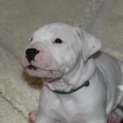 Dogo Argentino and Greyhound Puppies from Wayward Dogos and Hounds