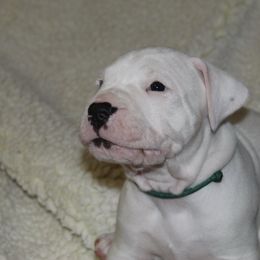 Dogo Argentino and Greyhound Puppies from Wayward Dogos and Hounds