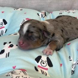 Jack - Blue merle male Miniature Australian Shepherd puppy in Norco, California from River Springs Aussies