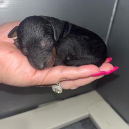 Boy 2 - Phantom male Poodle puppy in Calimesa, California from Teakwoodpoodleofsocal