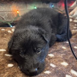 Yellow color - Black female German Shepherd puppy in Marion, Ohio from Legacy K9’s