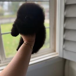 Baby Fig - Black male Pomeranian puppy in Sacramento, California from Carousel Poodles & Pomeranians