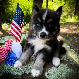 Sky - Black and white male Siberian Husky puppy in Union Grove, Alabama from Southern Siberian Life