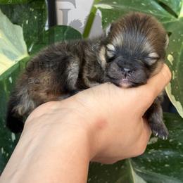 Clark - Orange sable male Pomeranian puppy in Redlands, California from Torrey Hills Poms
