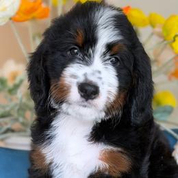 Adele - Tri-color female Bernedoodle puppy in Yuciapa, California from AlltheDoodlez_