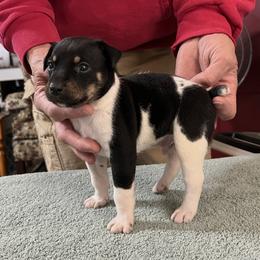 Pete - White black and tan male Rat Terrier puppy in Gonzales, Texas from Sunshine Deckers