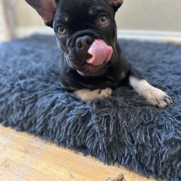 French Bulldog Puppies from Small Batch Frenchies