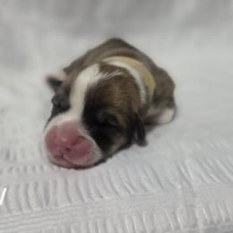 1 - male Pembroke Welsh Corgi puppy in Terrell, Texas from Brynwood Pembroke Welsh Corgis