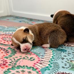 Boy 1 - Red male Pembroke Welsh Corgi puppy in Yulee, Florida from Pembroke Welsh Corgis at Belle Haven