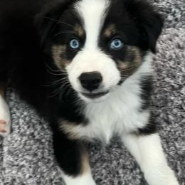 Australian Shepherd Puppies from Hub City Aussies