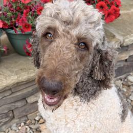 Maggie - Poodle