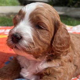 Cavalier King Charles Spaniels, Cavapoos, and Poodles from Paw Palace breeding