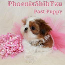 Shih Tzu Puppies from Phoenix Shih Tzu