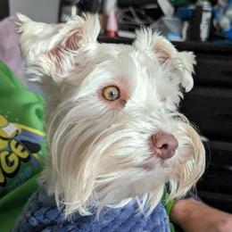 Ari - Miniature Schnauzer